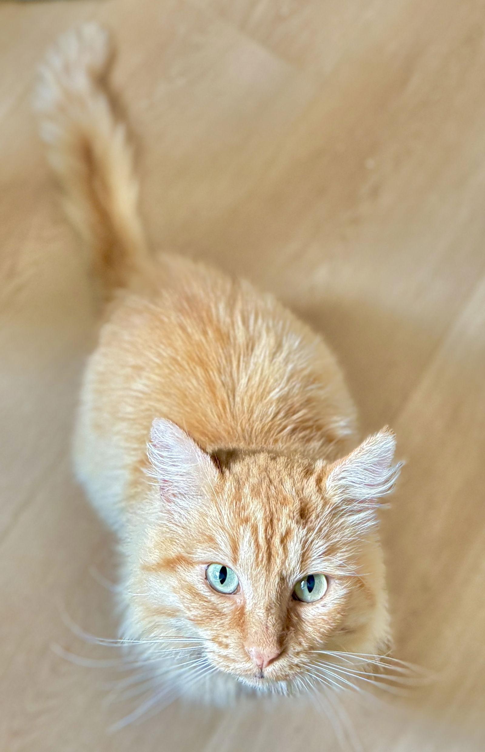 Copper - Orange Tabby, Adoptable, Adult Male Tabby & Domestic Long Hair.