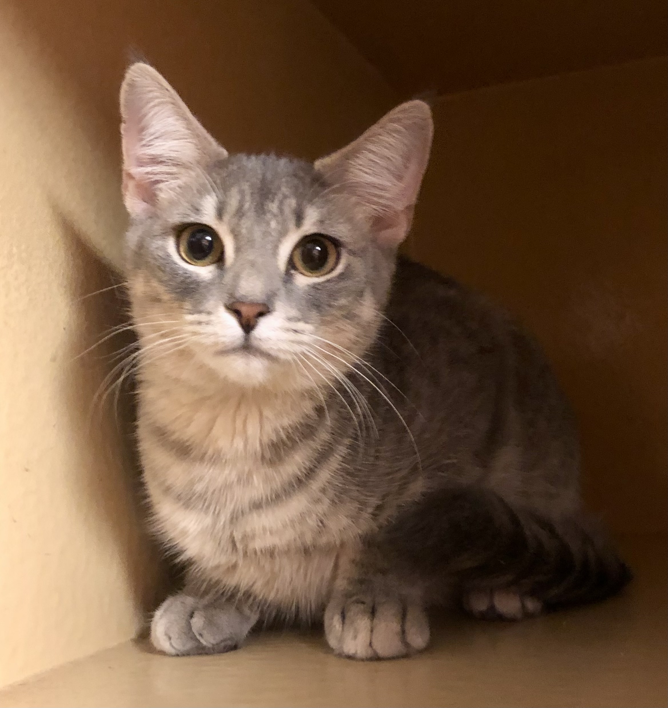 Kruger, Adopted, Kitten Female Domestic Short Hair.