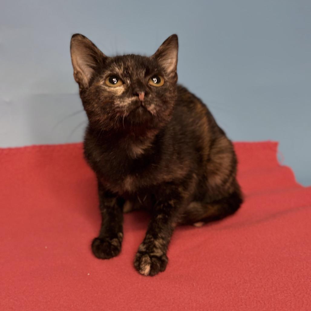 Pixie, Adoptable, Kitten Female Domestic Short Hair.