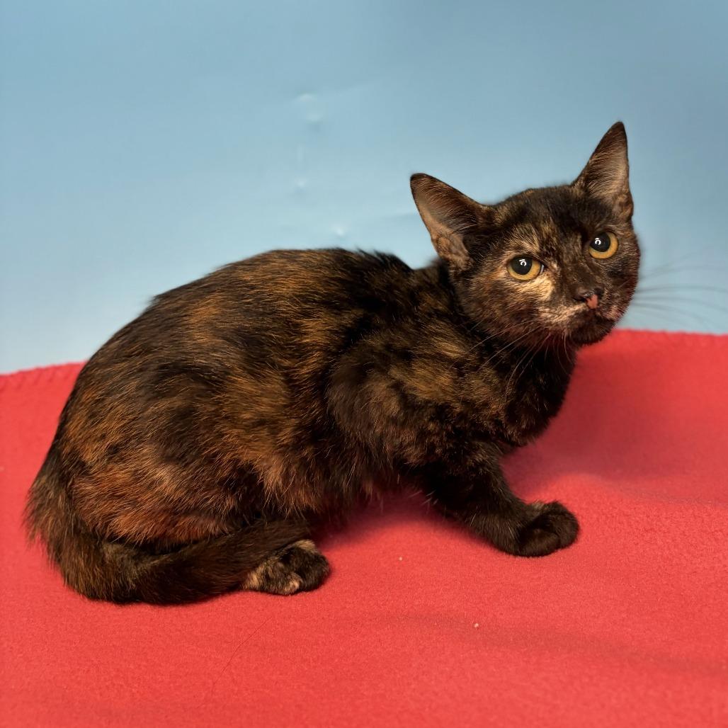 Enlarge Pixie, a Adoptable Domestic Short Hair in San Antonio, TX image 2/3
