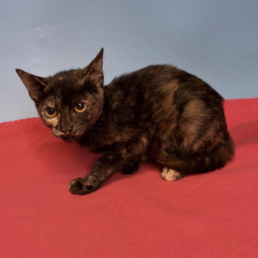 Enlarge Pixie, a Adoptable Domestic Short Hair in San Antonio, TX image 3/3