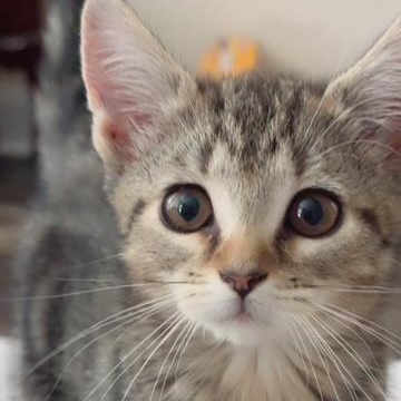 Tabby, a ADOPTABLE Domestic Short Hair in Beaufort, SC image 2/4