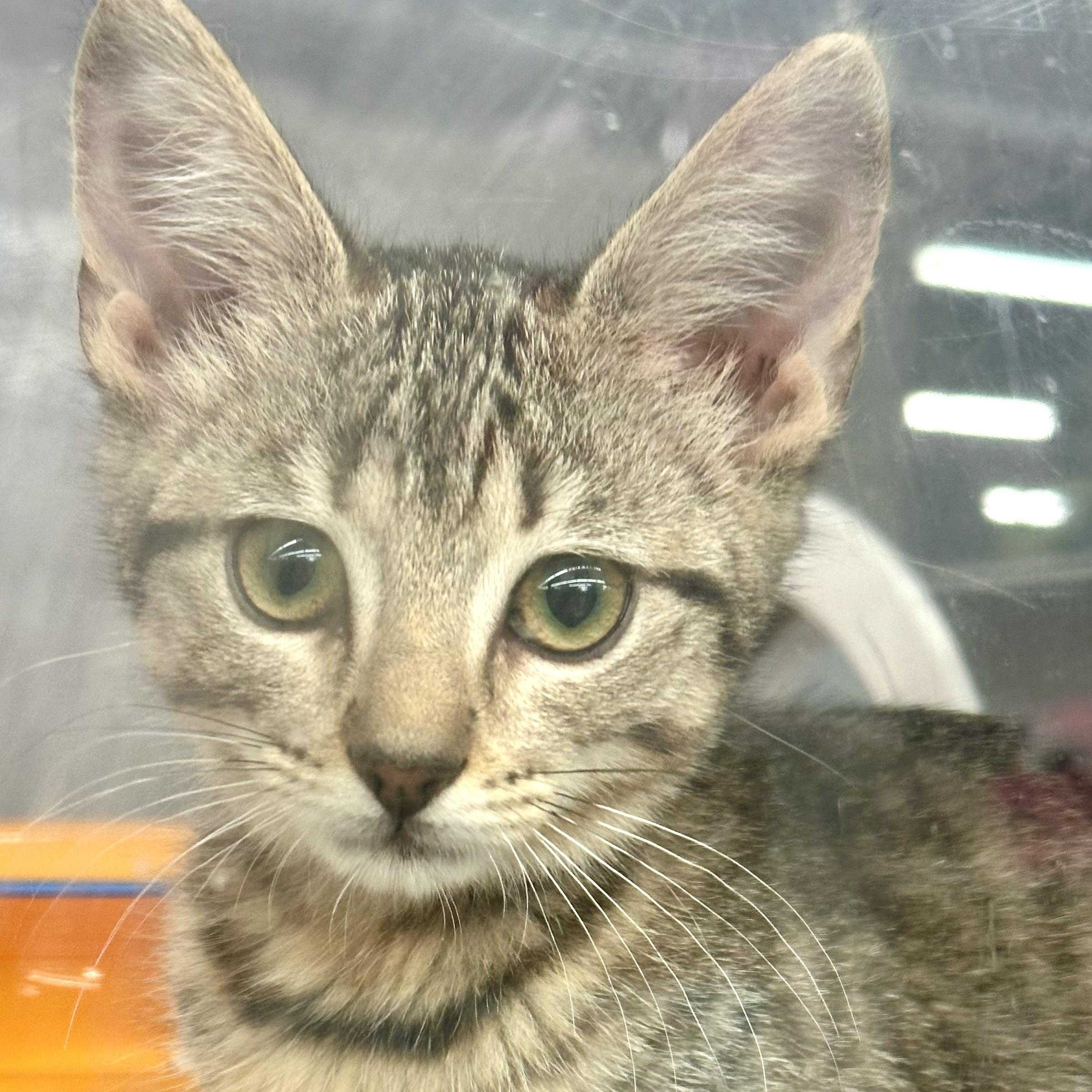 Tabby, a ADOPTABLE Domestic Short Hair in Beaufort, SC image 3/4