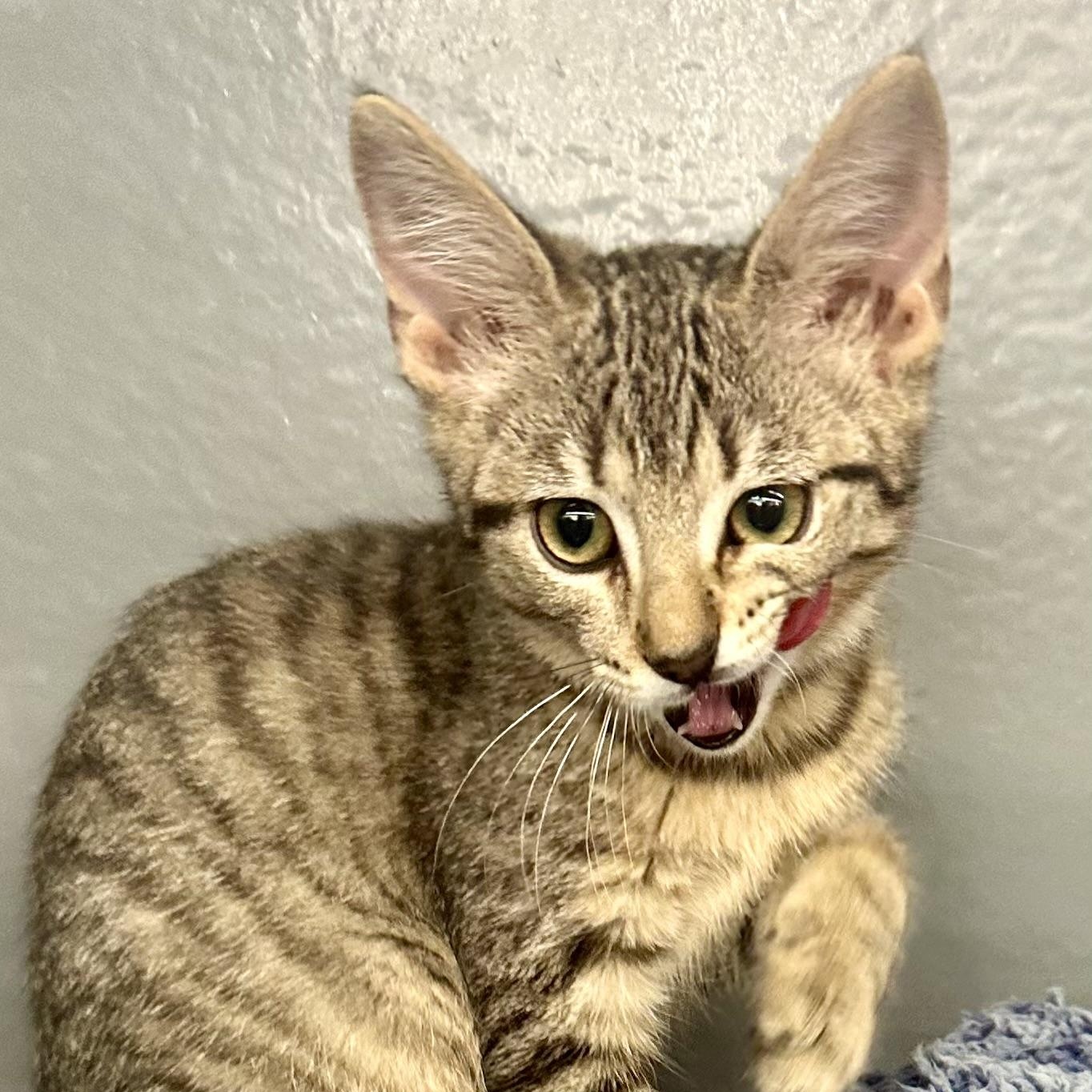 Tabby, a ADOPTABLE Domestic Short Hair in Beaufort, SC image 4/4