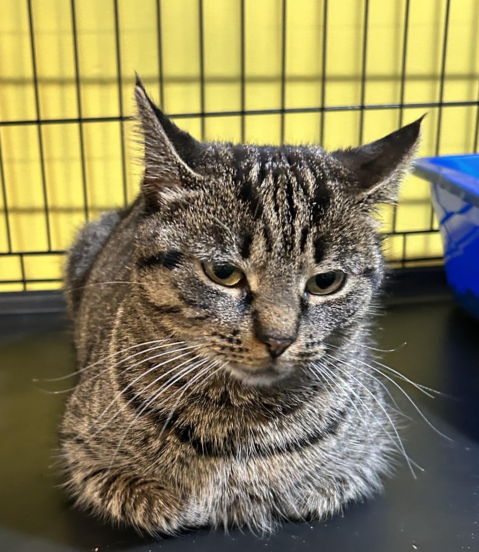 Puddin’, Adoptable, Adult Female Domestic Short Hair.