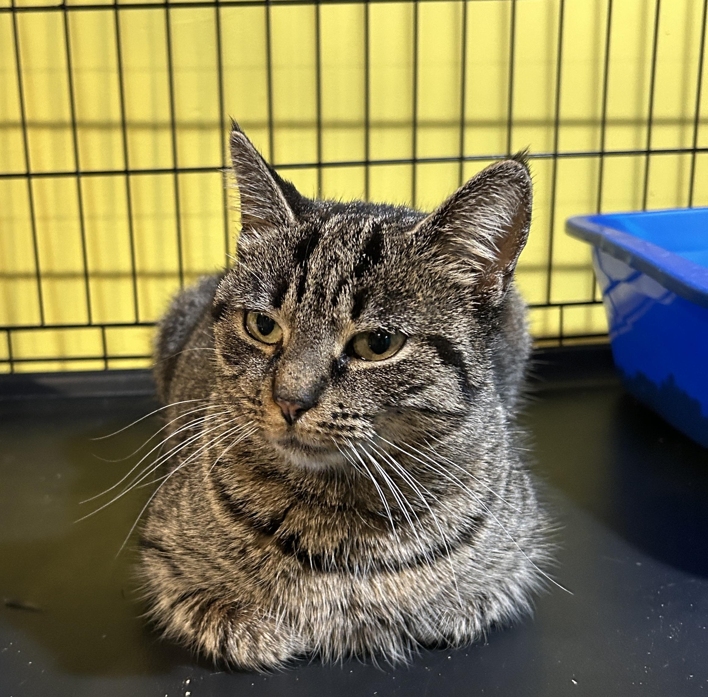 Puddin’, a Adoptable mixed breed in Havertown, PA image 2/4