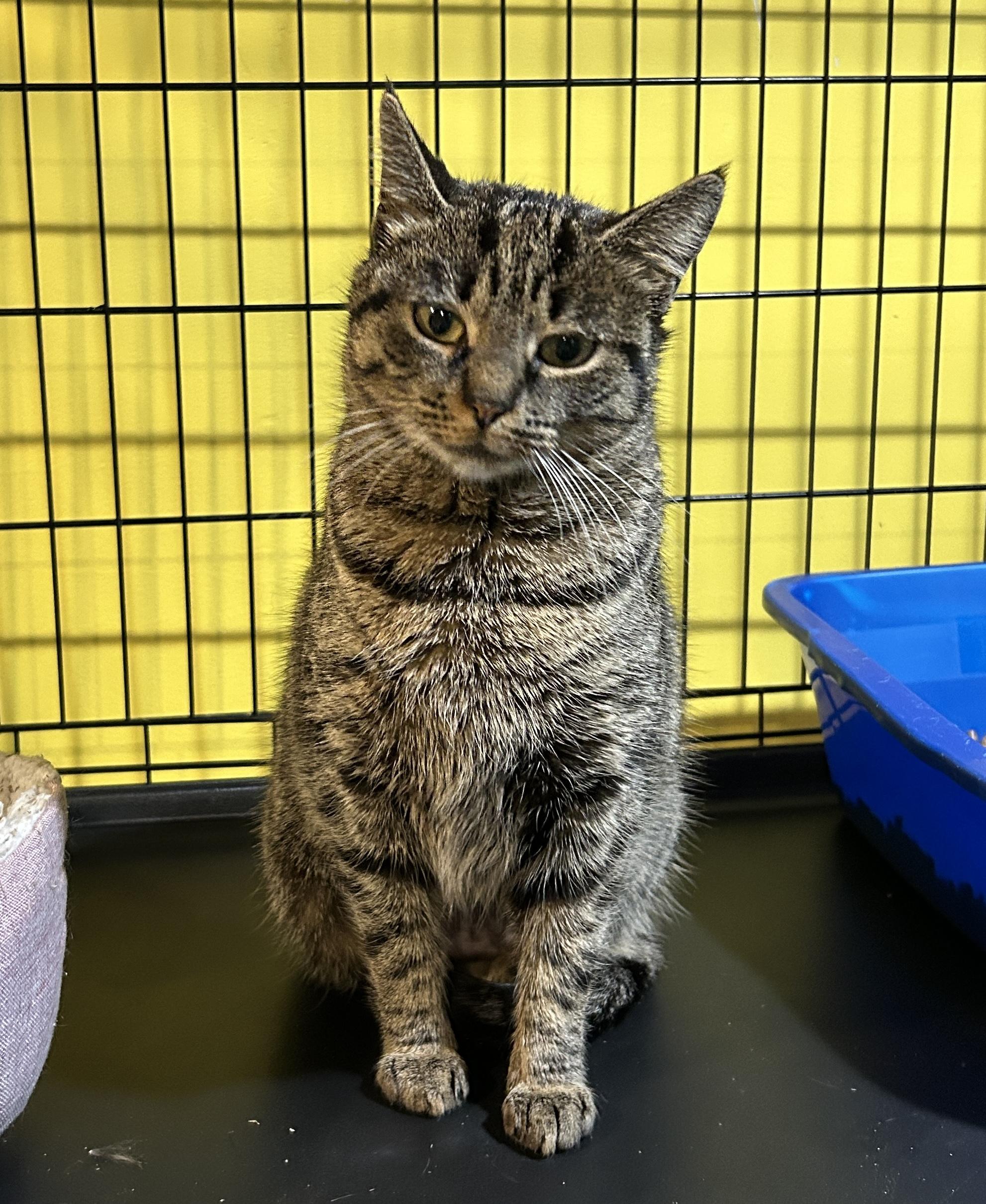 Puddin’, a Adoptable mixed breed in Havertown, PA image 3/4
