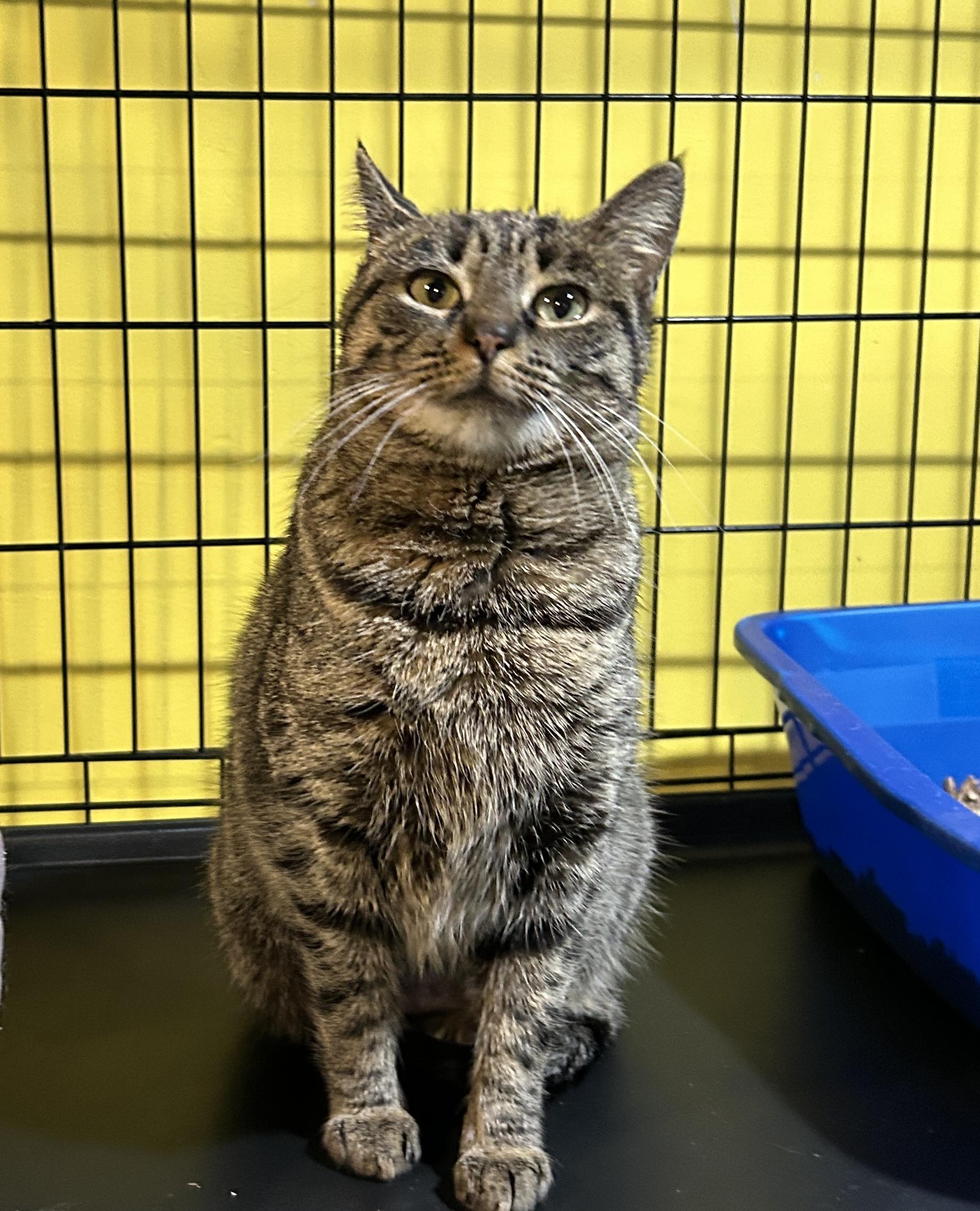 Puddin’, a Adoptable mixed breed in Havertown, PA image 4/4