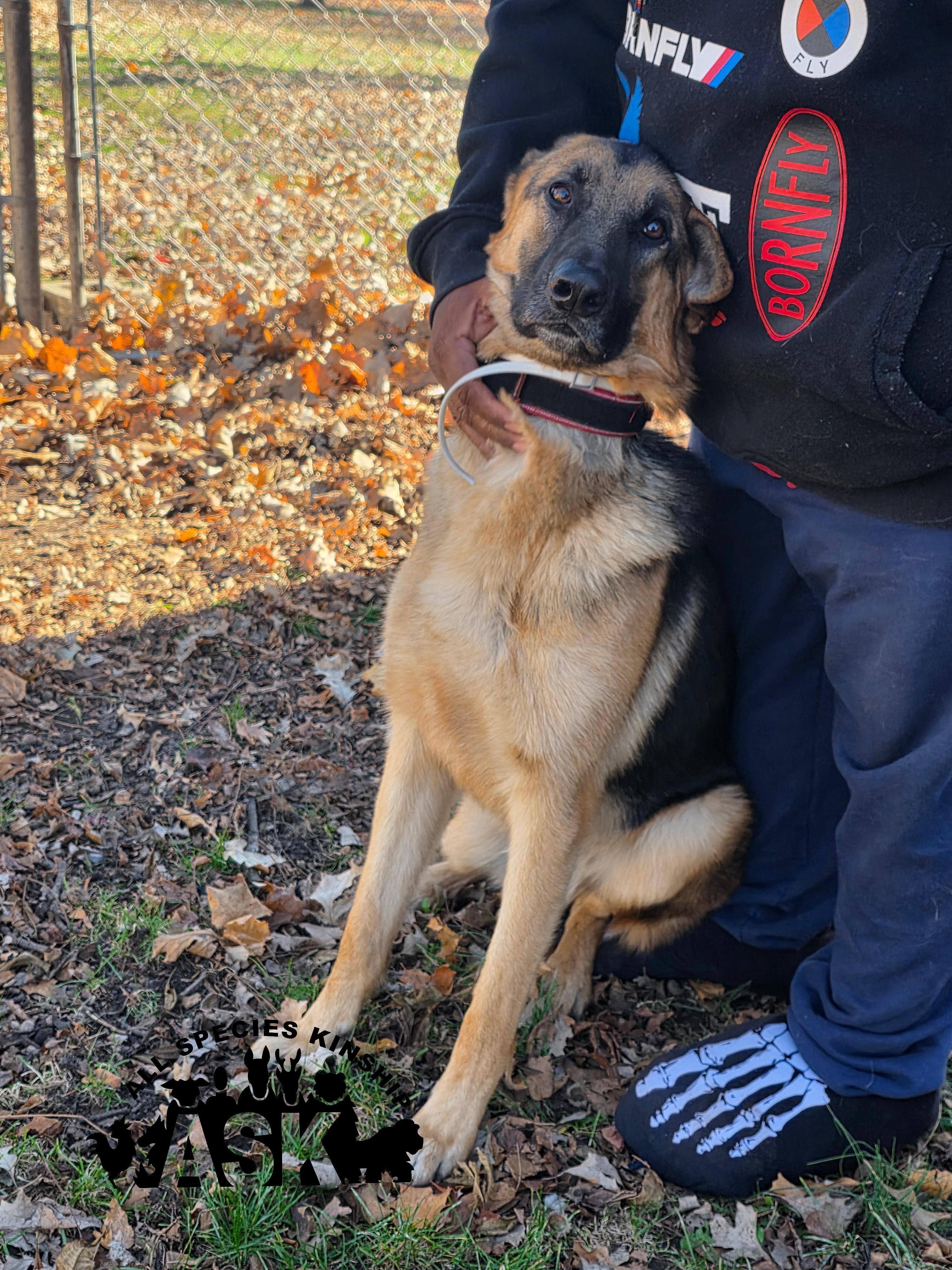 Aries, a Adoptable German Shepherd Dog in Battle Creek, MI image 2/4