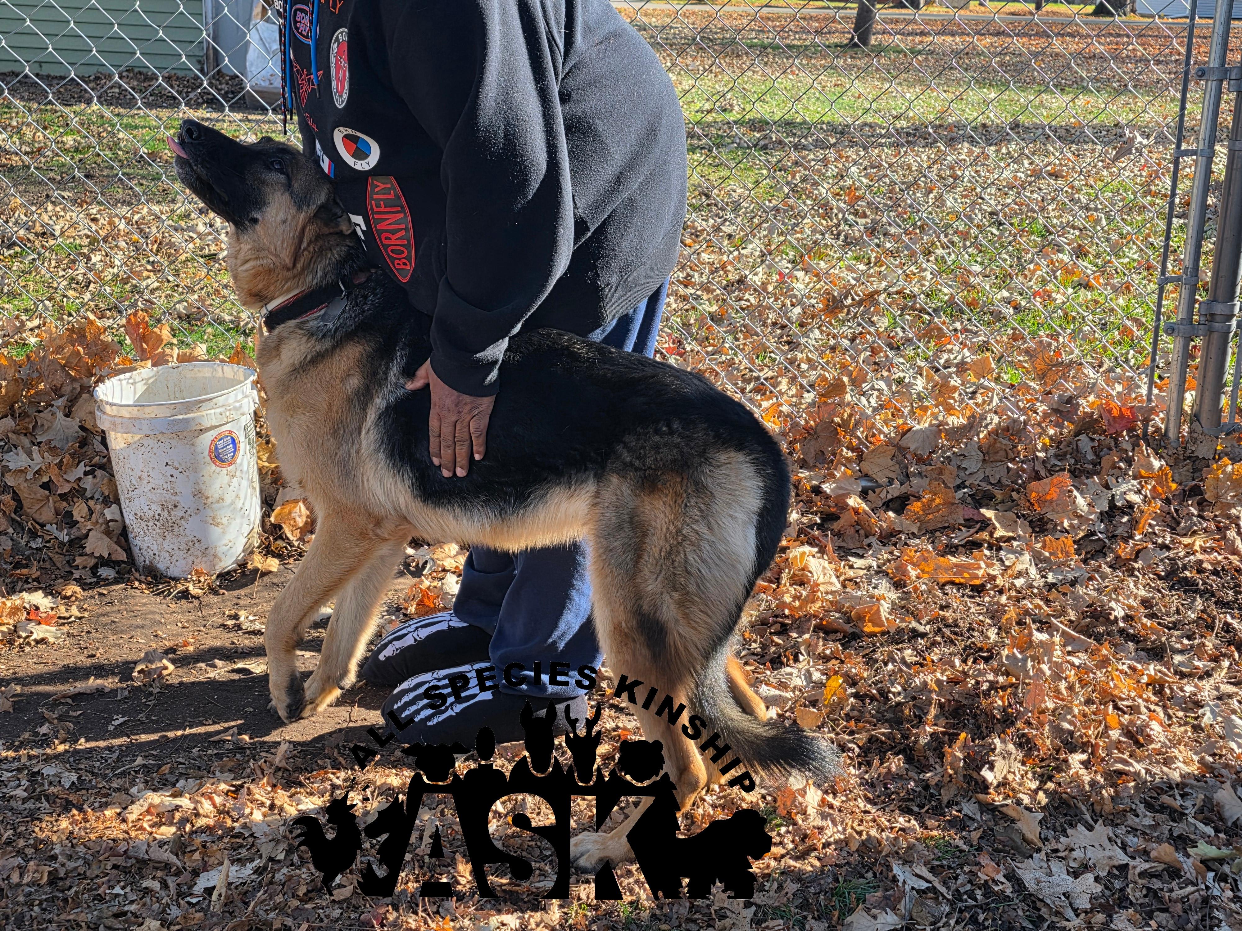 Aries, a Adoptable German Shepherd Dog in Battle Creek, MI image 3/4
