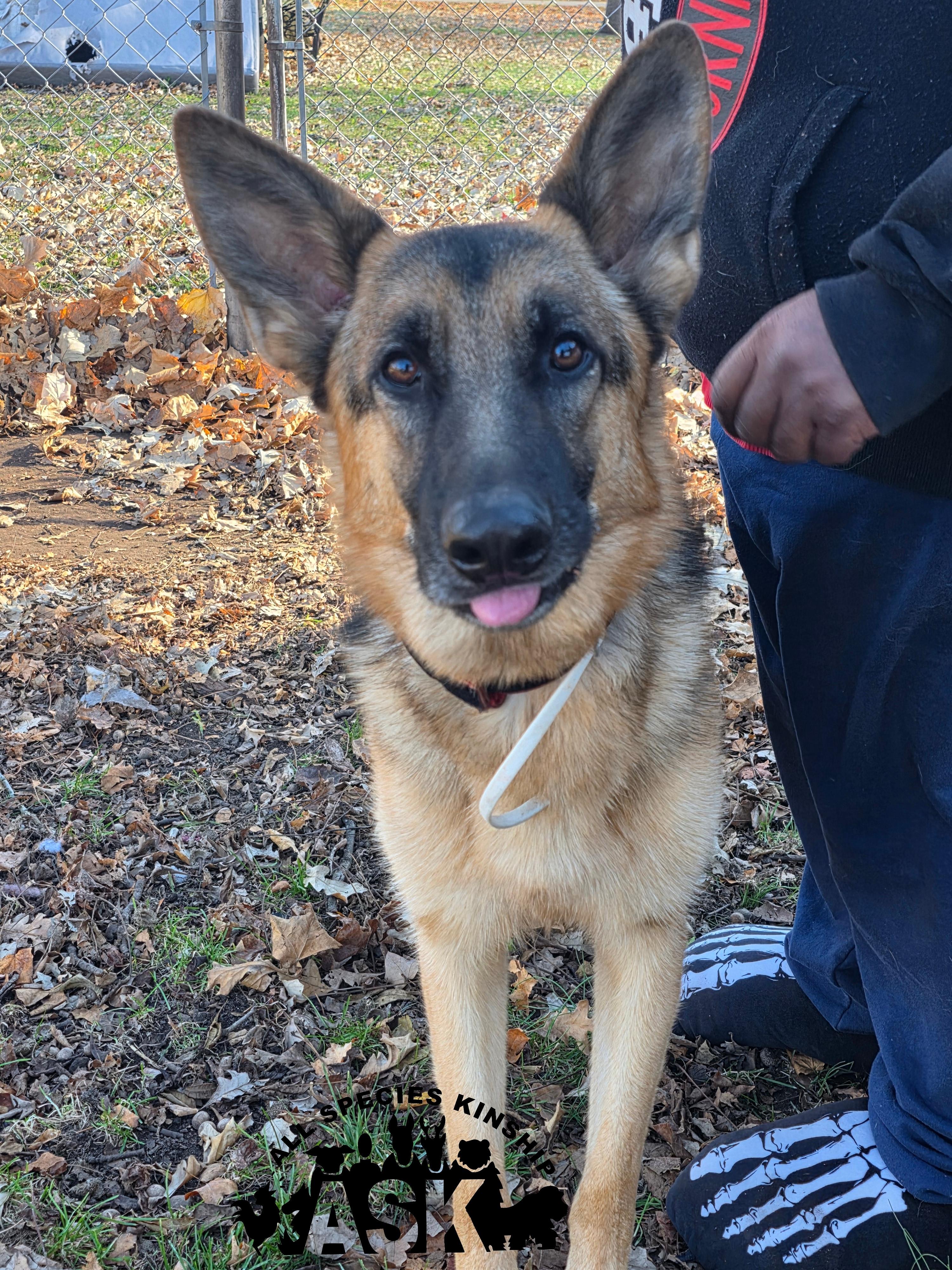 Aries, Adoptable, Adult Male German Shepherd Dog.