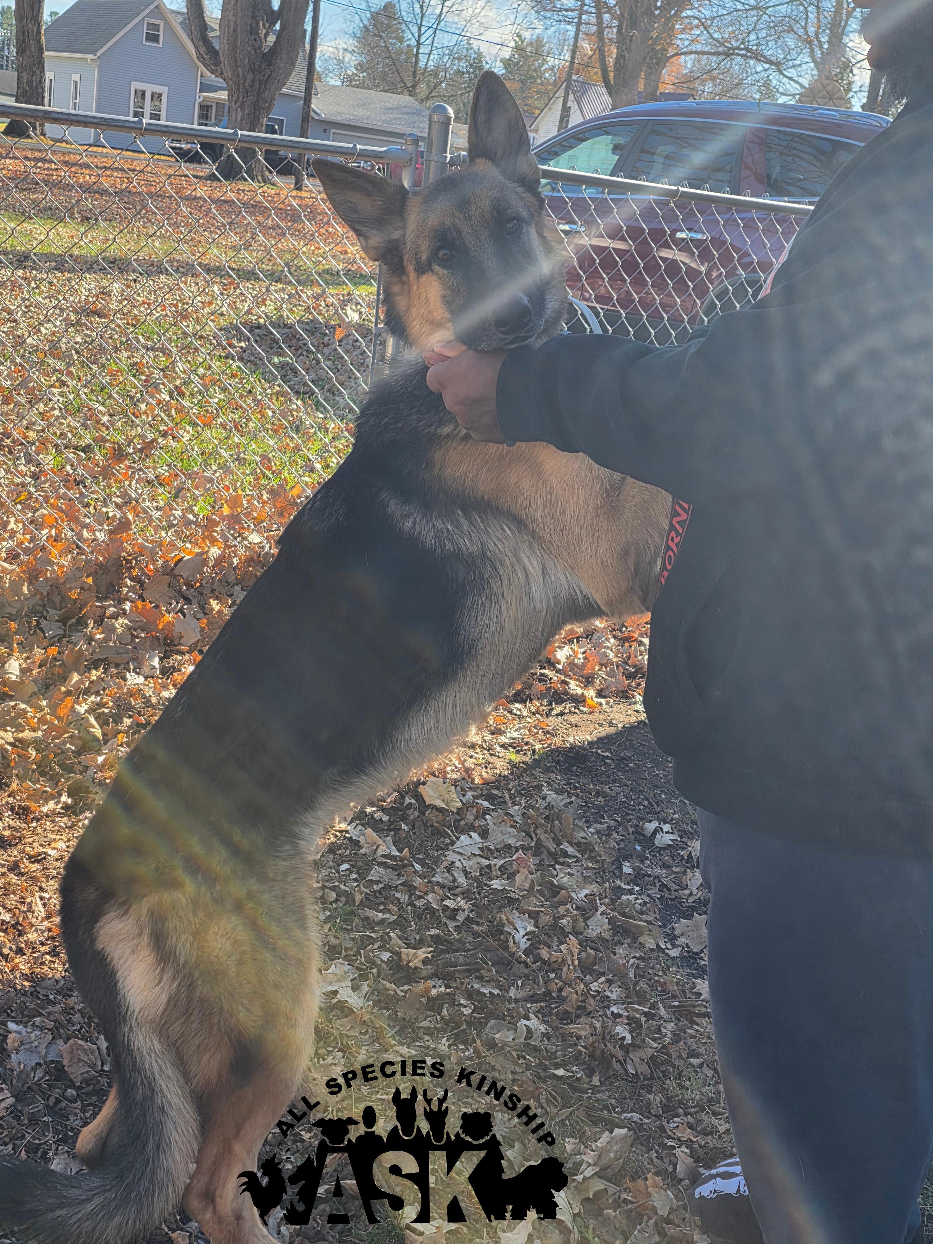 Aries, a Adoptable German Shepherd Dog in Battle Creek, MI image 4/4