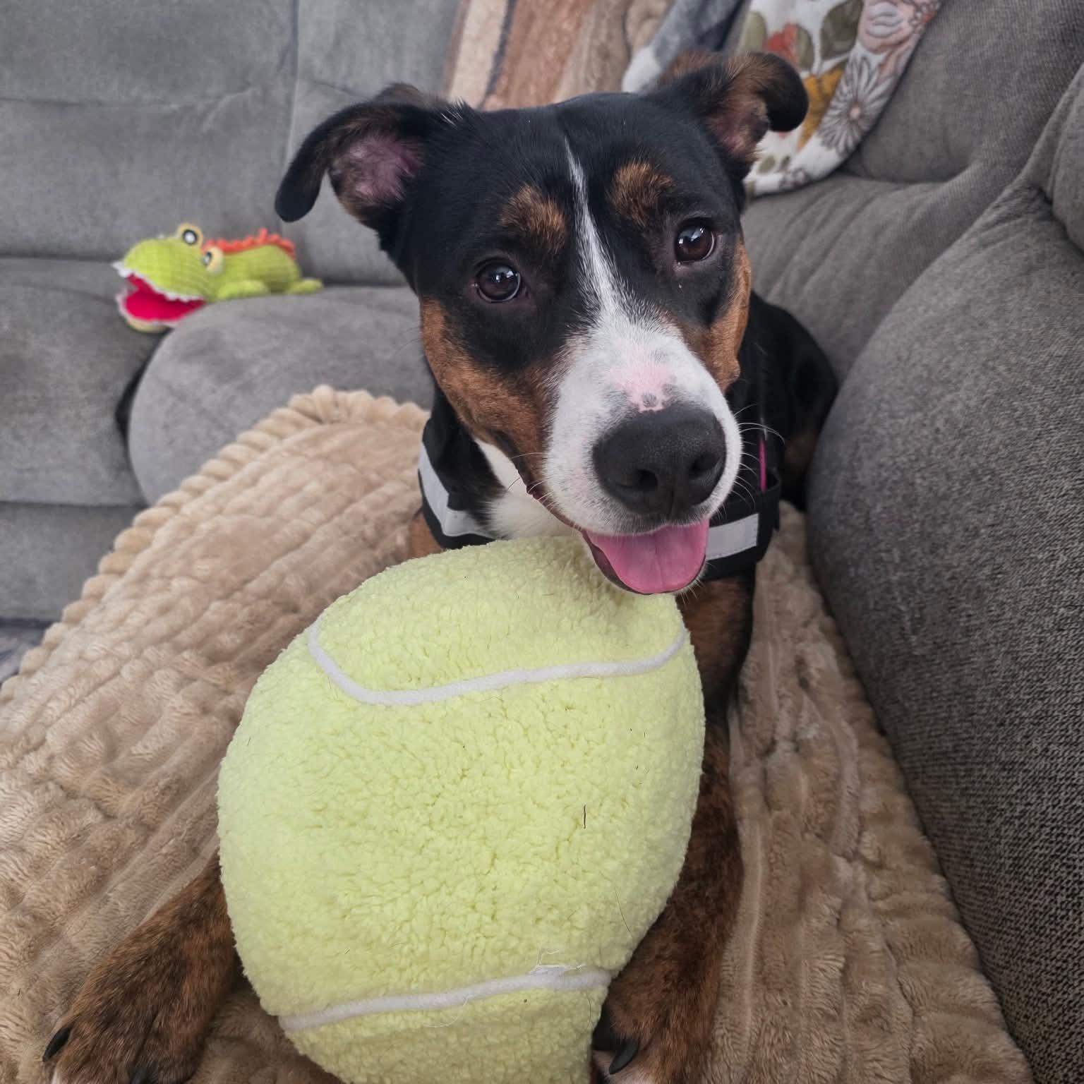 Haden, Adoptable, Young Male Entlebucher & Australian Kelpie.