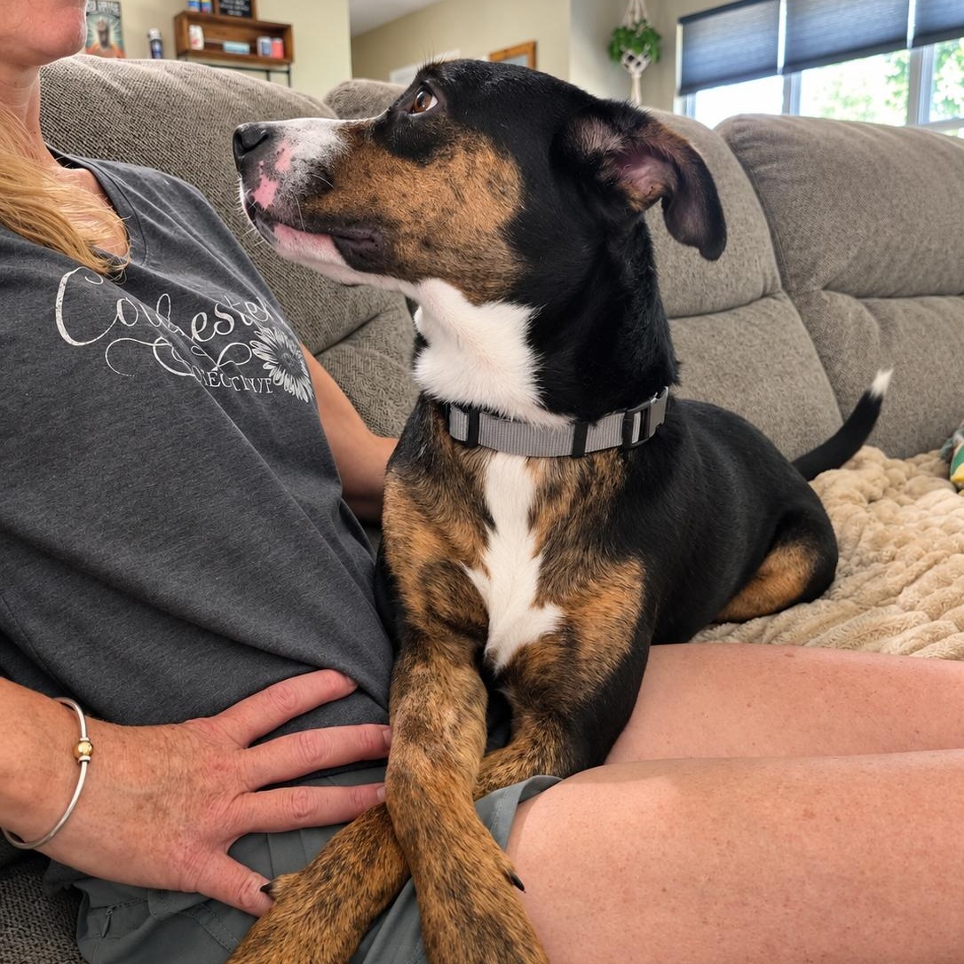Enlarge Haden, a Adoptable mixed breed in Manns Harbor , NC image 3/6