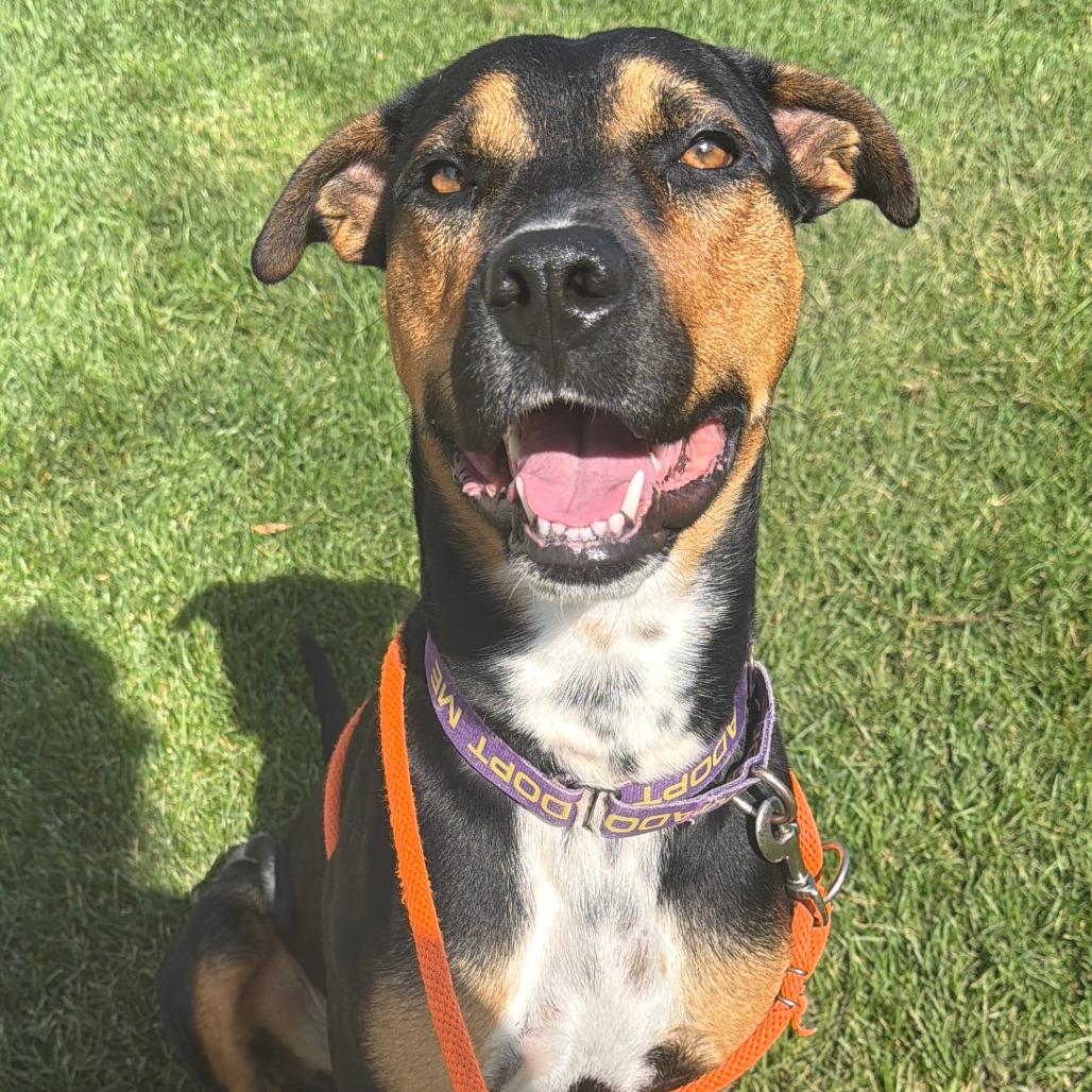 Joe, Adoptable, Adult Male American Staffordshire Terrier.