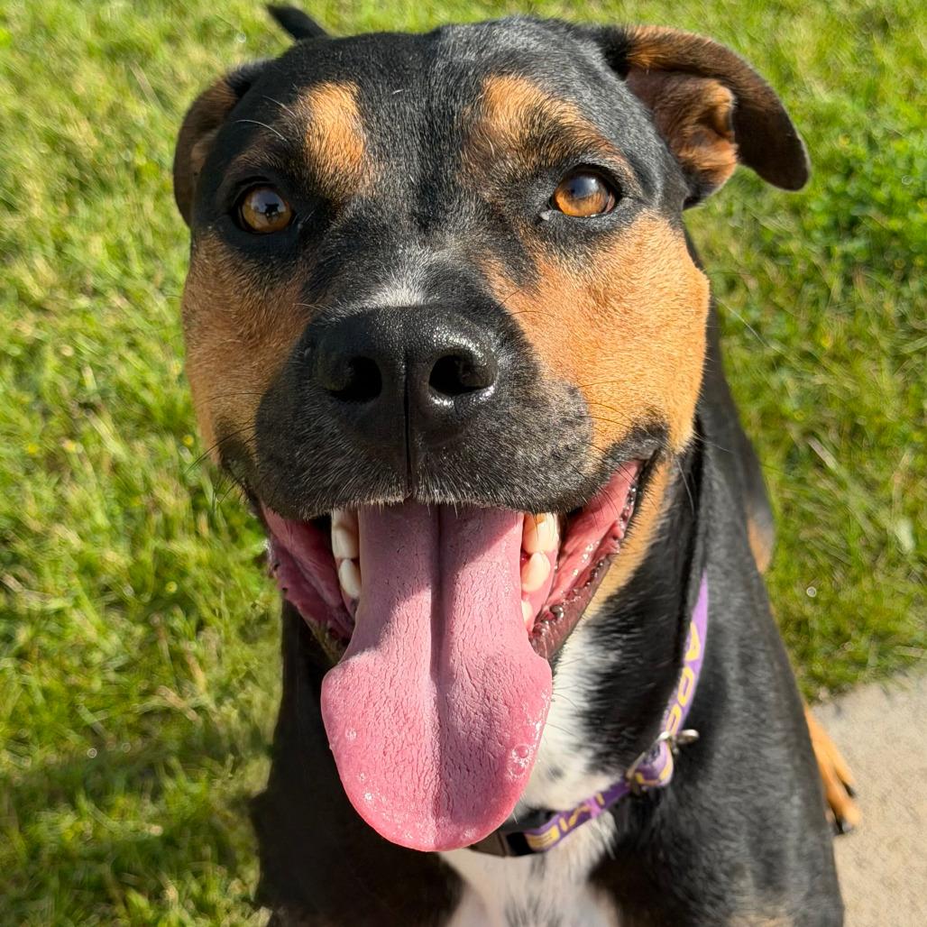 Joe, a Adoptable American Staffordshire Terrier in Grand Rapids, MI image 2/3