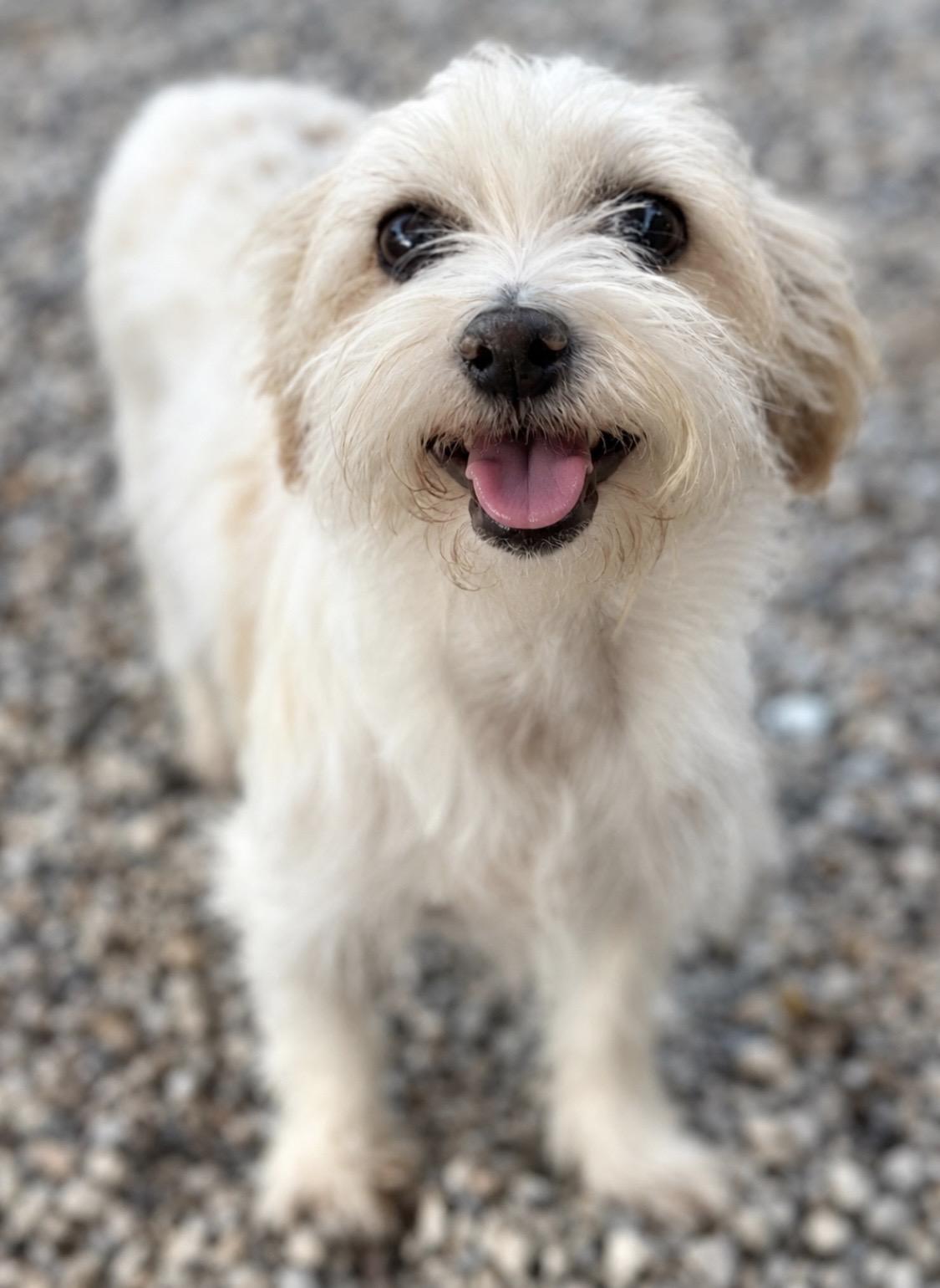 Jeffrey, Adoptable, Young Male Maltese & Terrier.