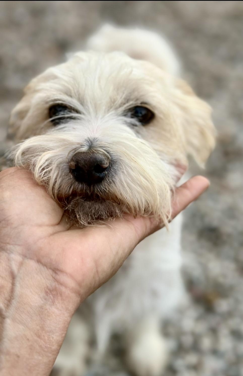 Enlarge Jeffrey, a Adoptable mixed breed in Irvine , CA image 5/6