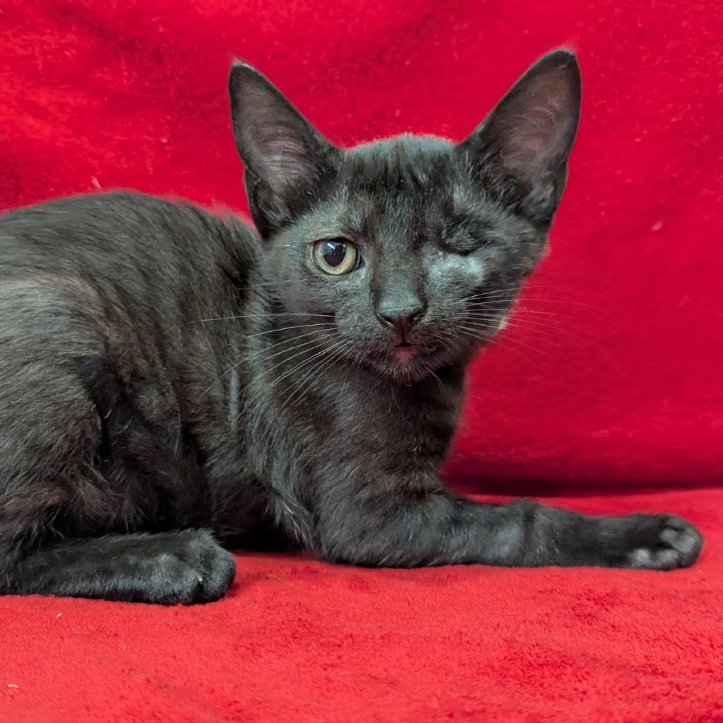 Yves Saint Laurent, ADOPTABLE, Kitten Female Domestic Short Hair & Bombay.