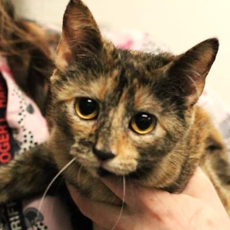 26-00195 KITTY, adopted, Adult Female Domestic Short Hair.