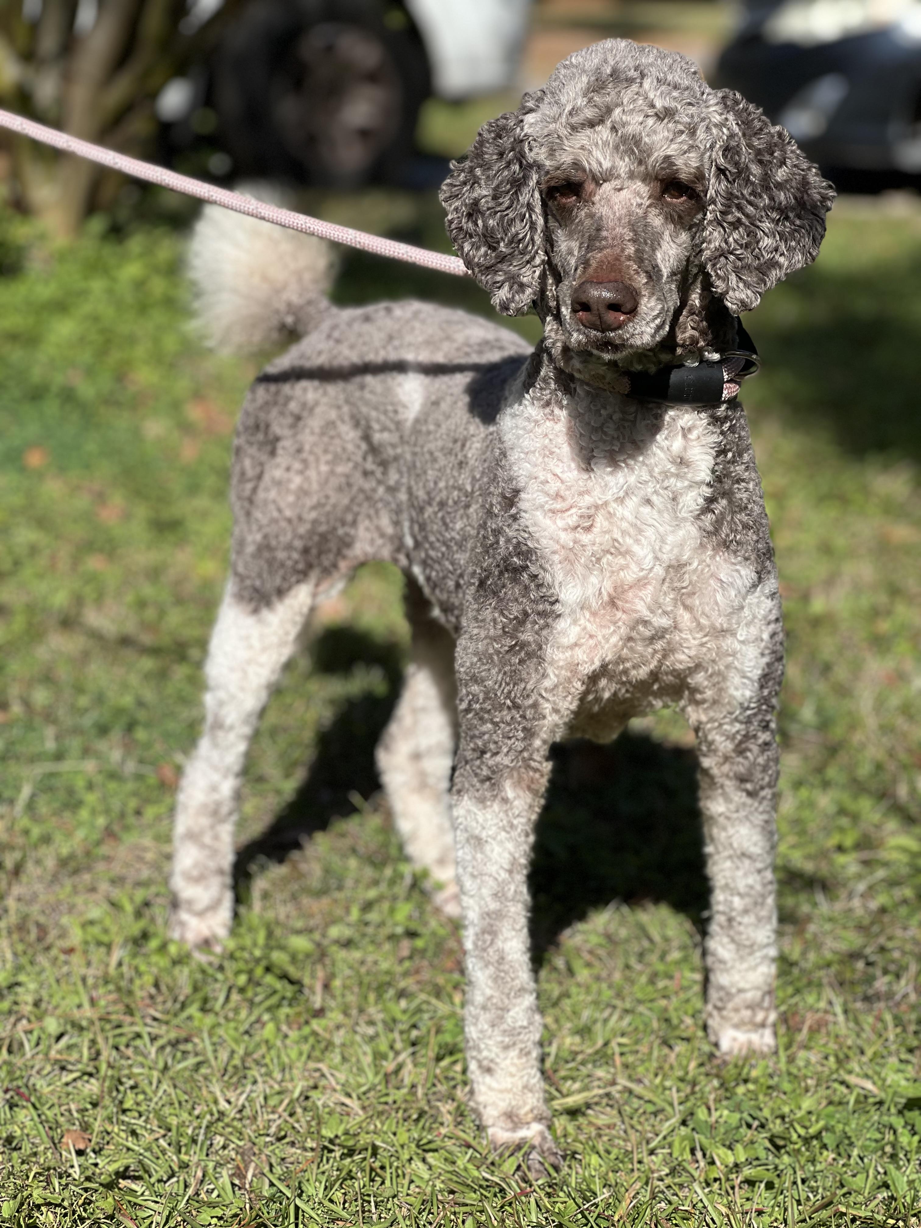 Molly, Adoptable, Senior Female Standard Poodle.
