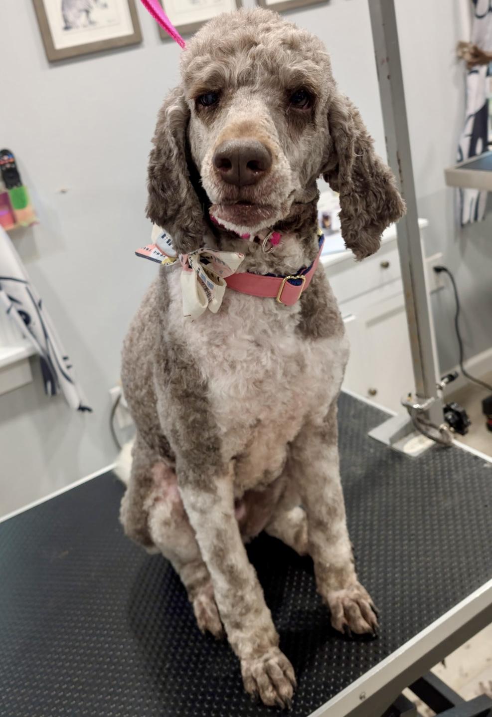 Enlarge Molly, a Adoptable Standard Poodle in Mt Pleasant, SC image 2/6