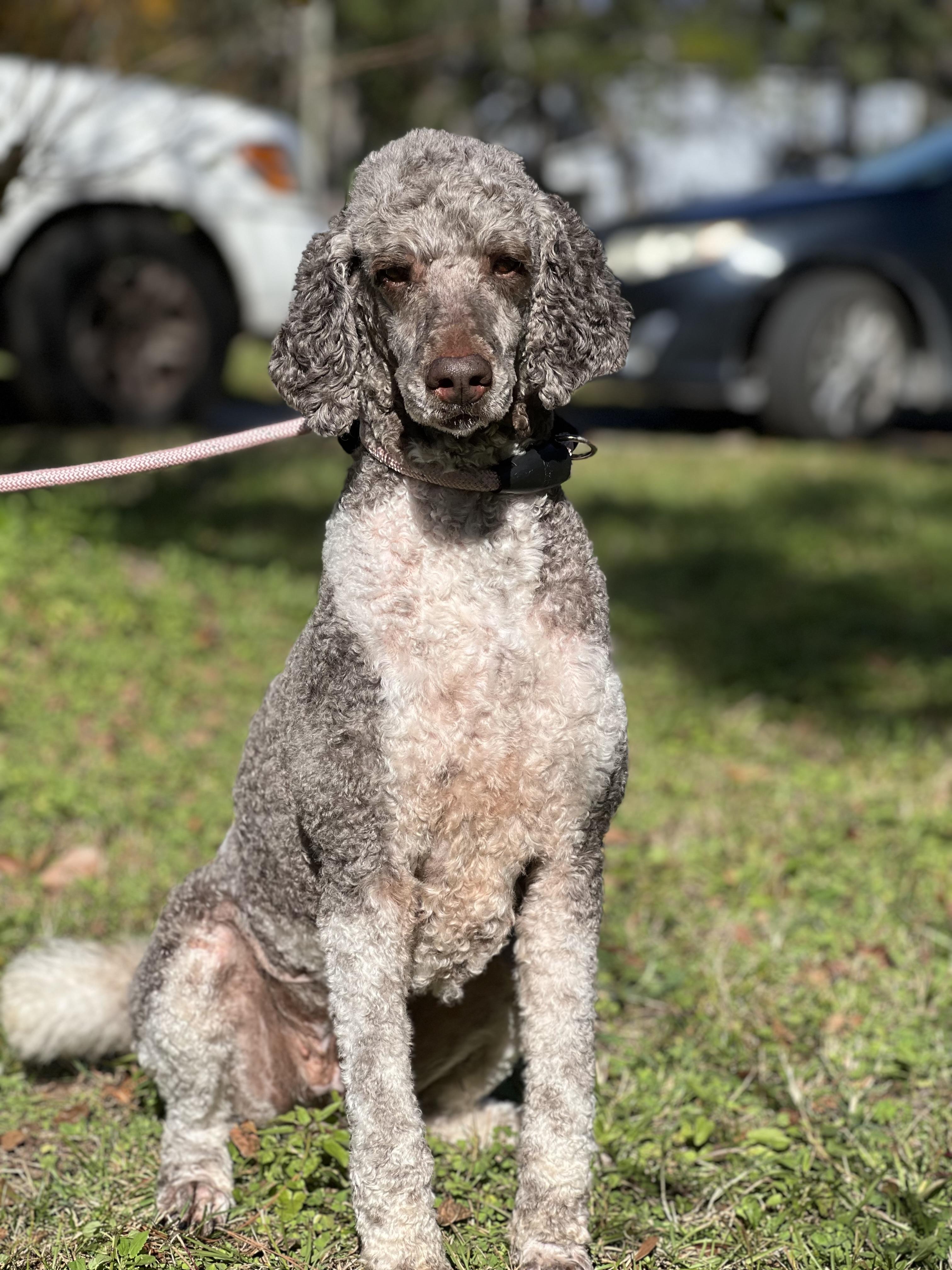 Enlarge Molly, a Adoptable Standard Poodle in Mt Pleasant, SC image 3/6