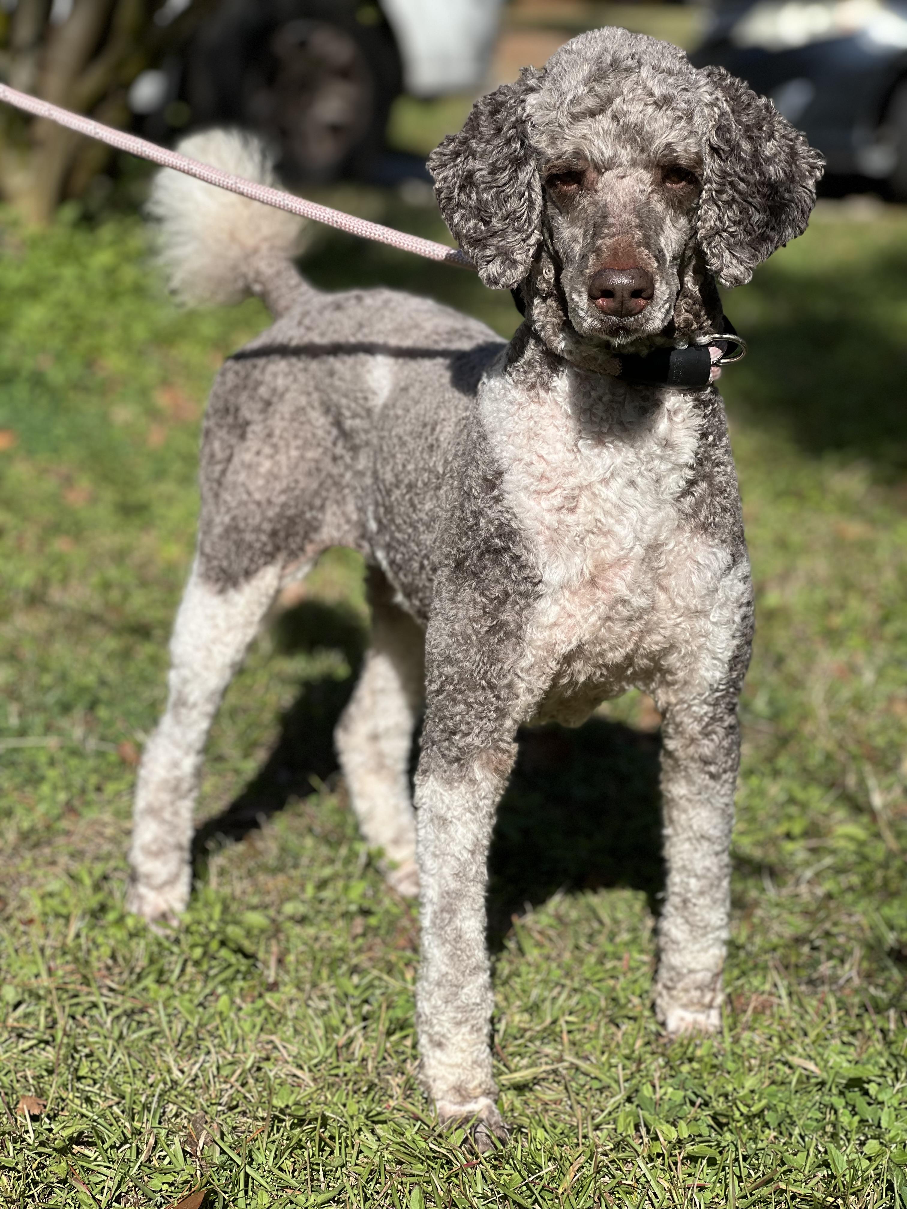 Enlarge Molly, a Adoptable Standard Poodle in Mt Pleasant, SC image 4/6