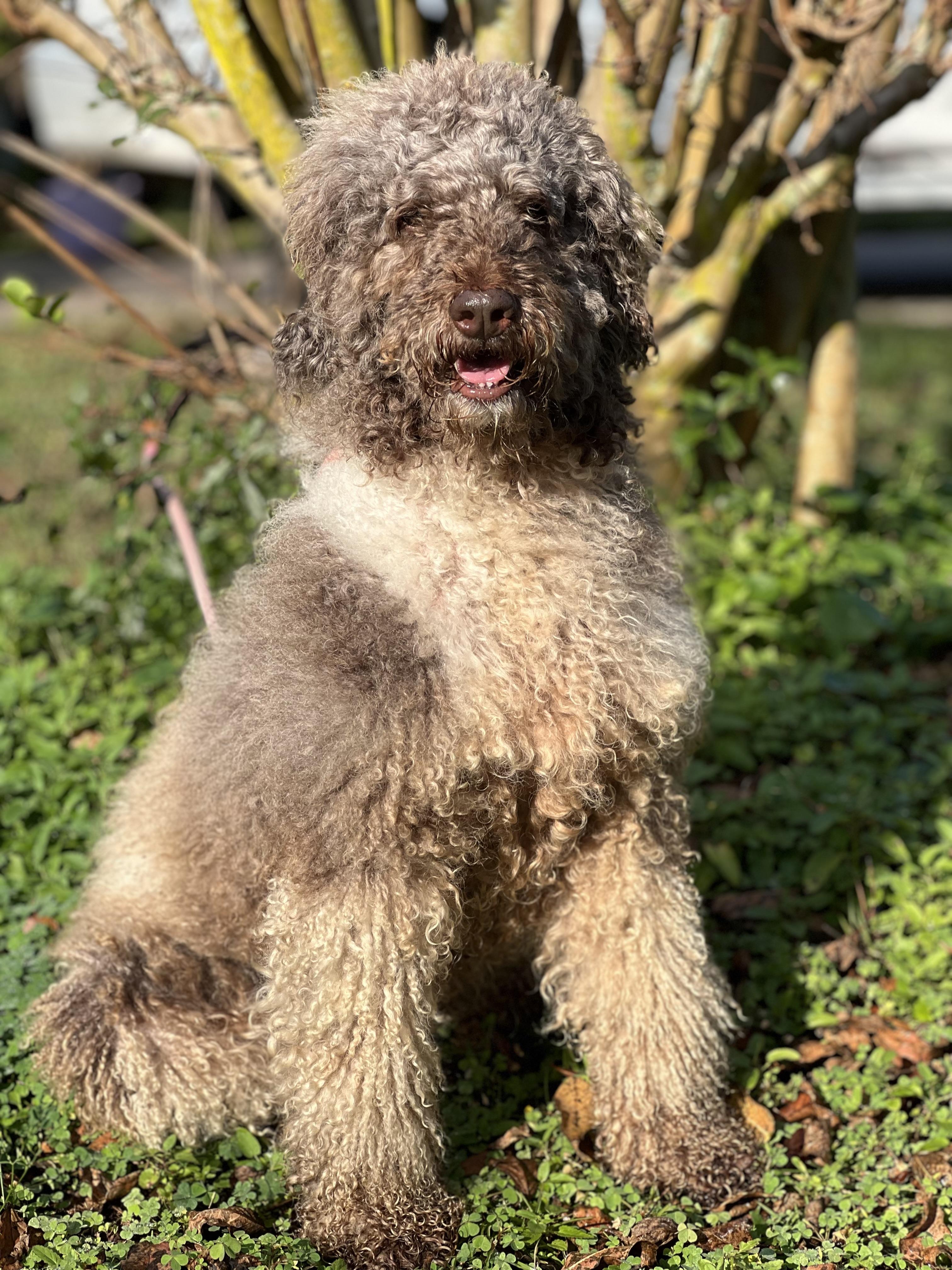 Enlarge Molly, a Adoptable Standard Poodle in Mt Pleasant, SC image 6/6