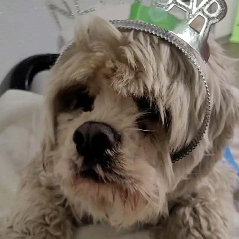 Lenny, Adoptable, Adult Male Cocker Spaniel.