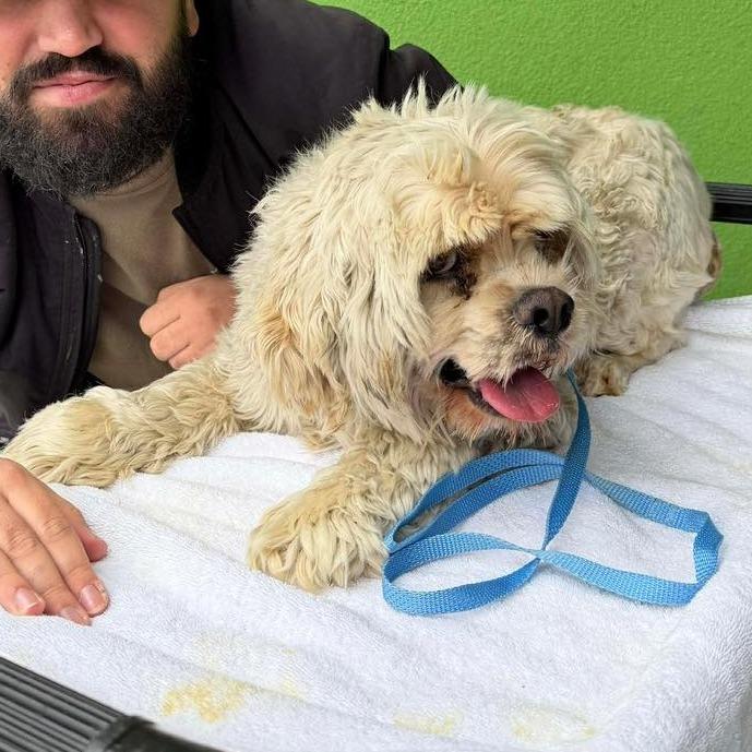 Lenny, a Adoptable Cocker Spaniel in Apple Valley, CA image 2/2