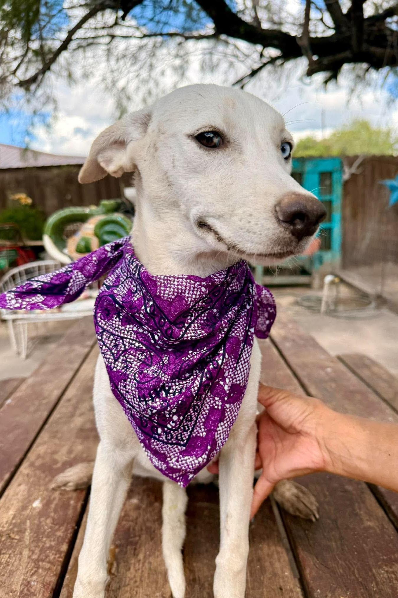 Enlarge Maisie, a Adopted mixed breed in Nashua, NH image 4/5