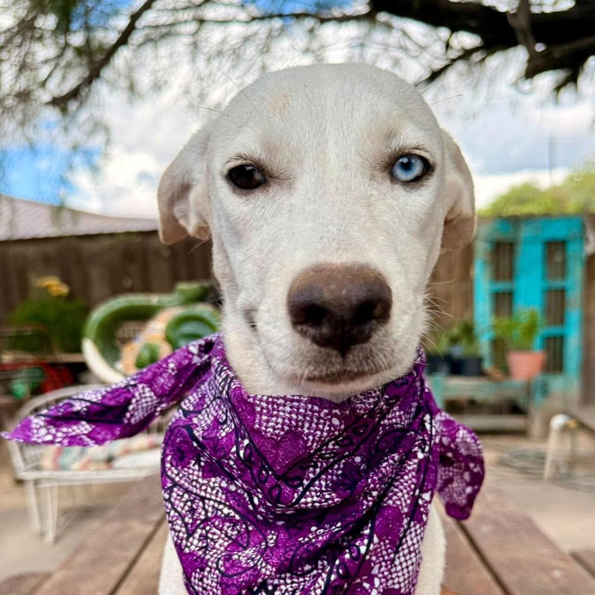 Maisie, Adopted, Puppy Female Labrador Retriever & Husky.