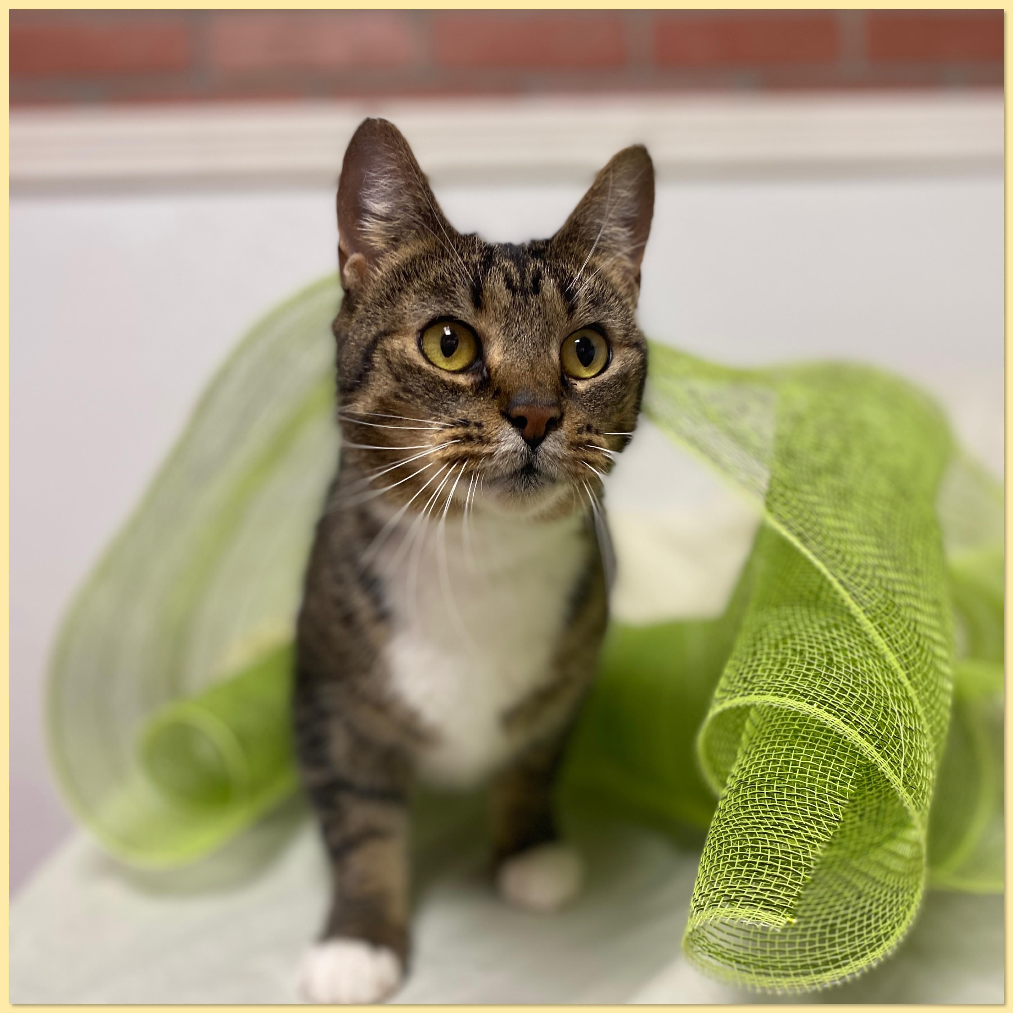 Enlarge Rickie, a Adoptable Domestic Short Hair in Elyria, OH image 3/3