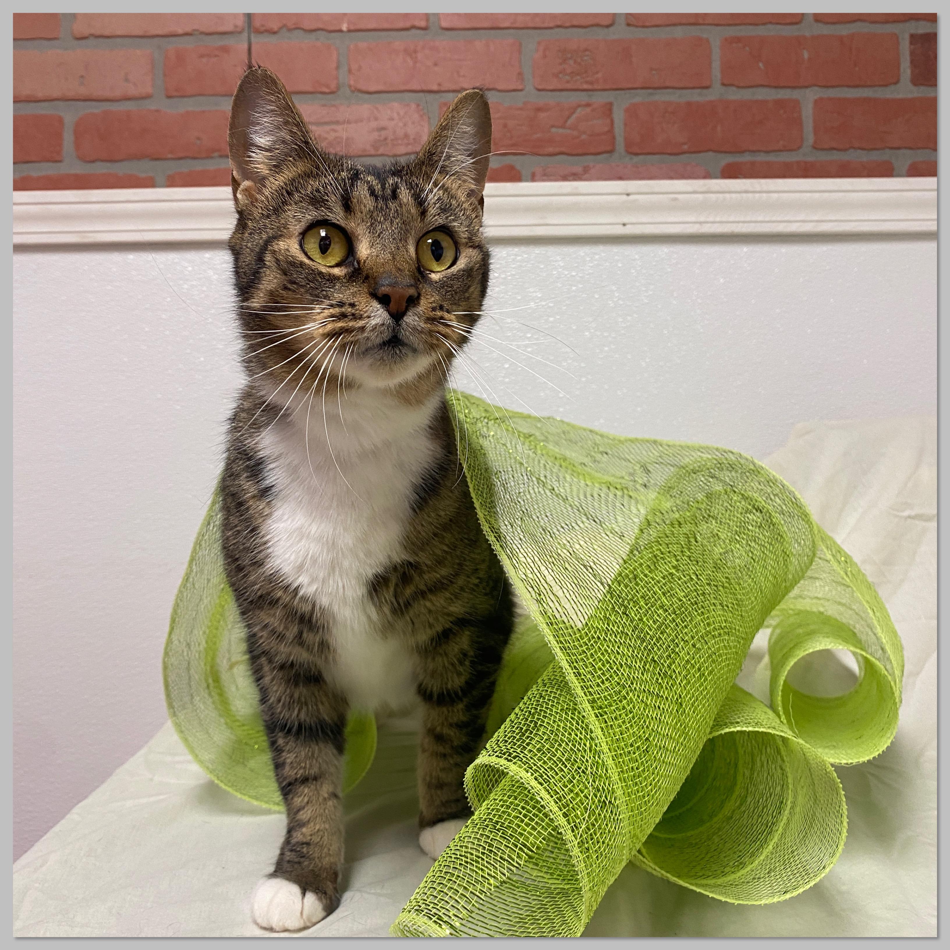 Enlarge Rickie, a Adoptable Domestic Short Hair in Elyria, OH image 1/3