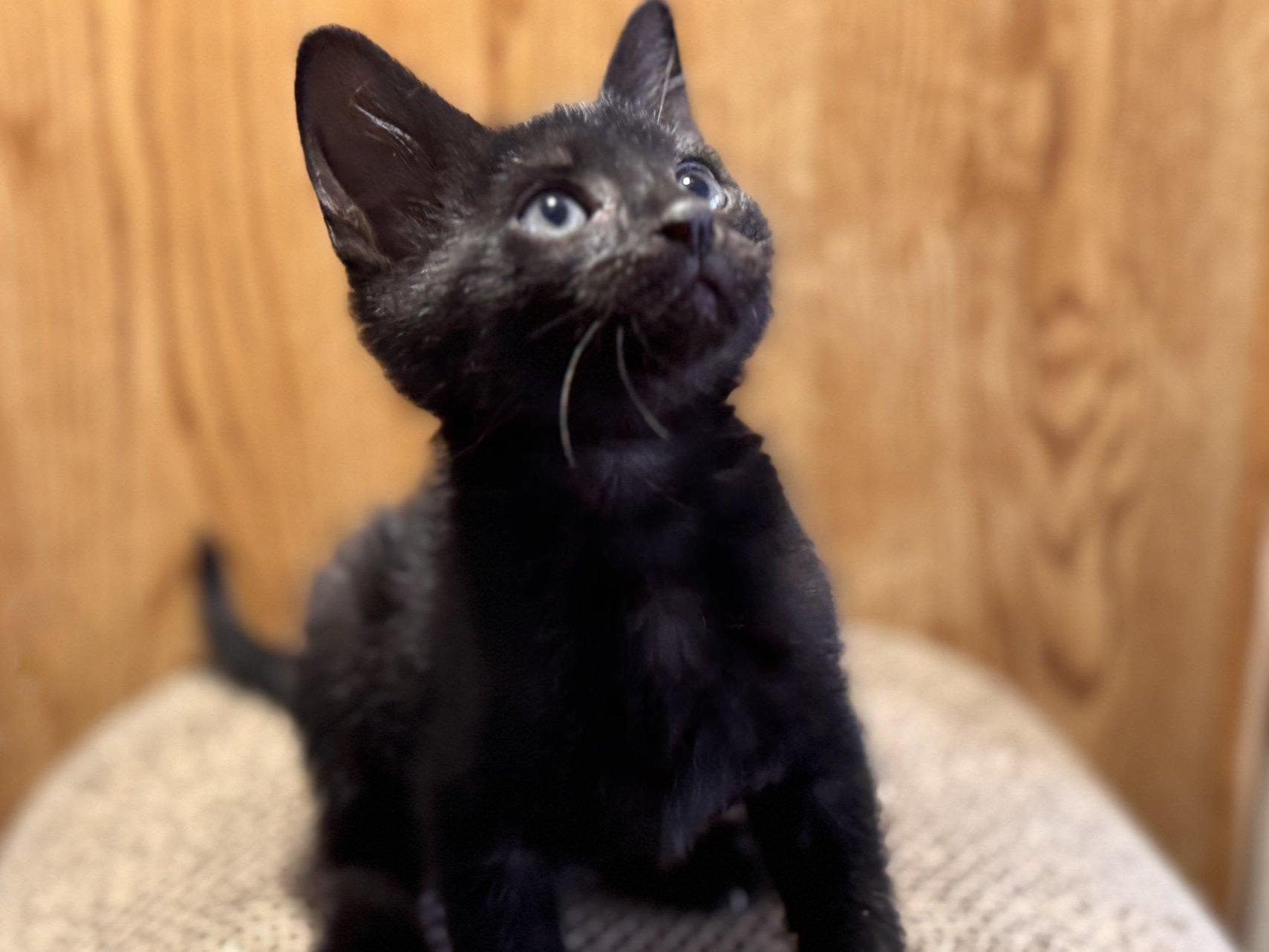 Graham, an adoptable Domestic Short Hair in Republic, WA, 99166 | Photo Image 1