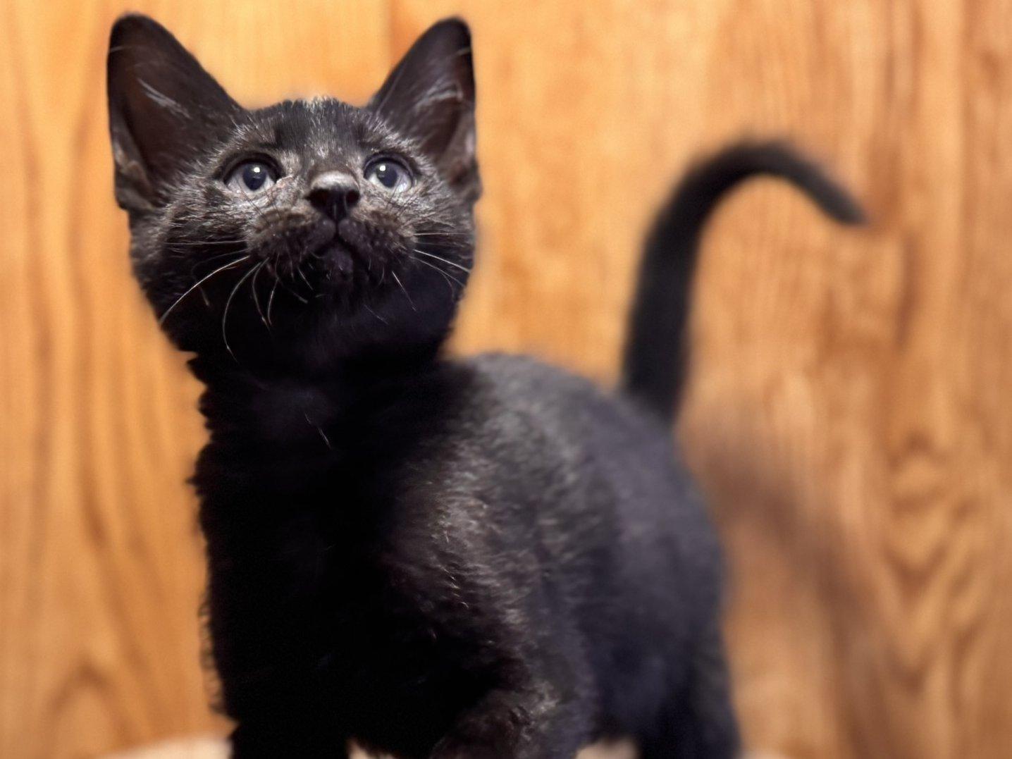 Graham, an adoptable Domestic Short Hair in Republic, WA, 99166 | Photo Image 5