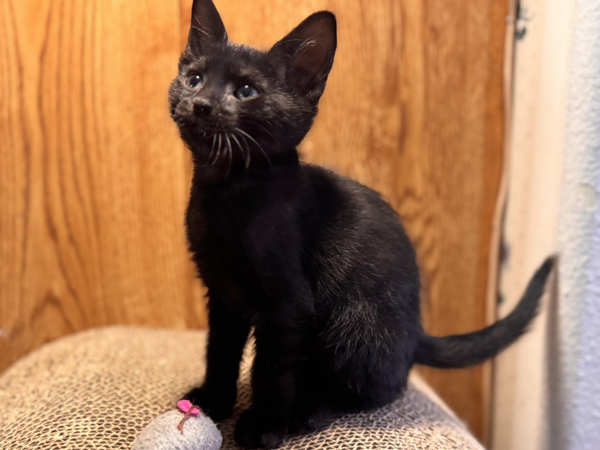 Graham, an adoptable Domestic Short Hair in Republic, WA, 99166 | Photo Image 4