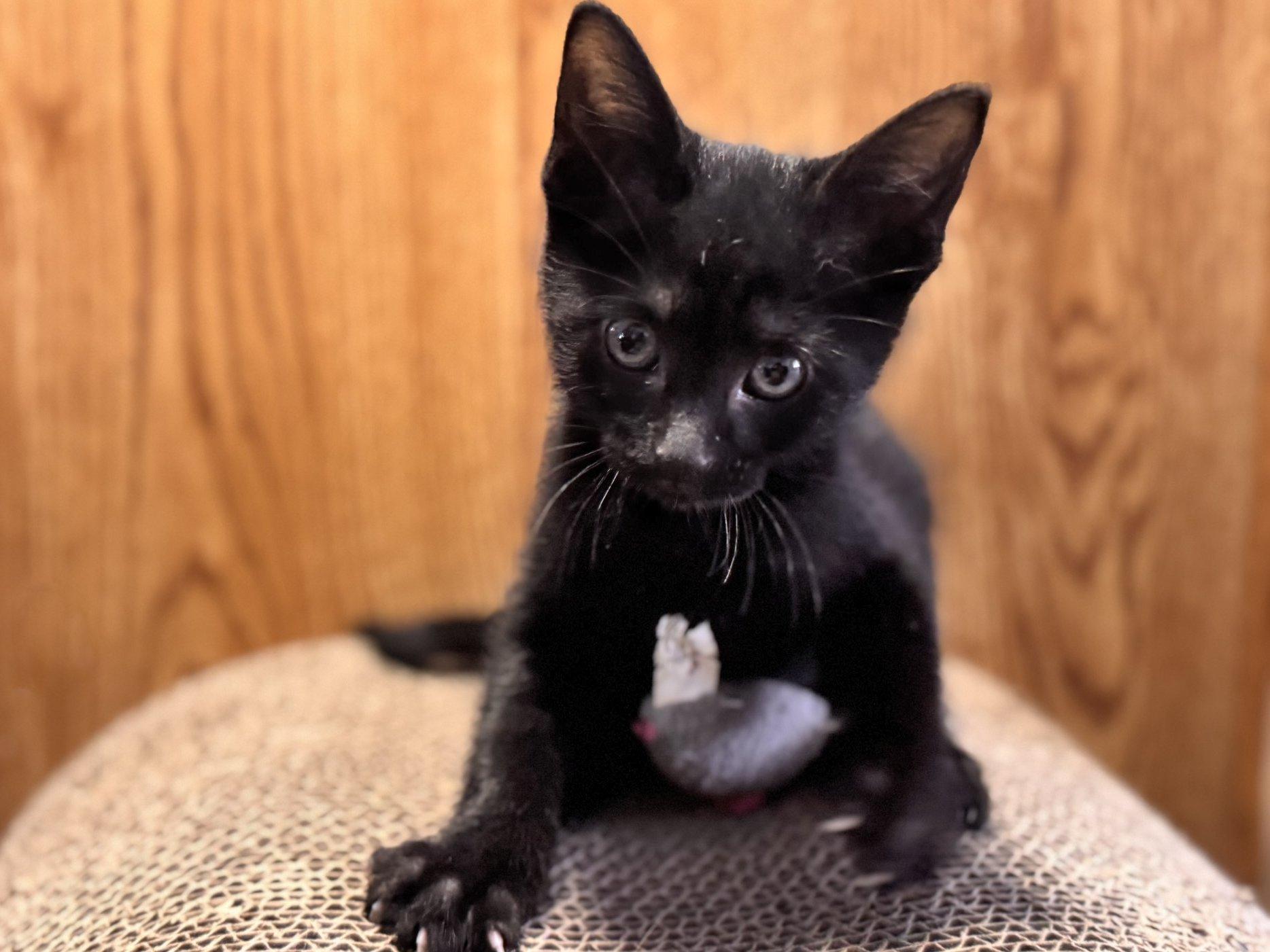 Graham, an adoptable Domestic Short Hair in Republic, WA, 99166 | Photo Image 3