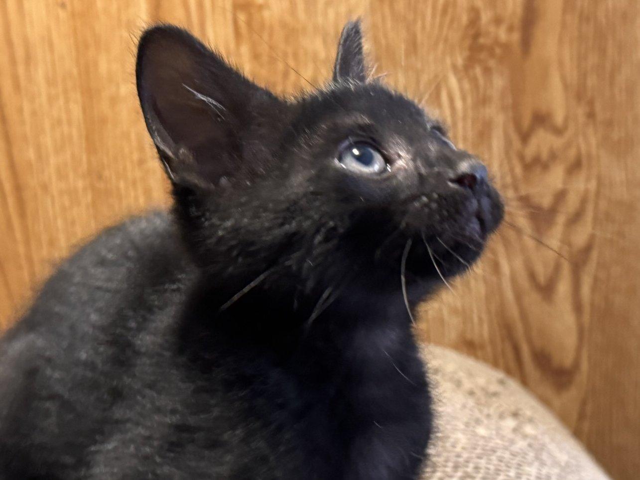 Graham, an adoptable Domestic Short Hair in Republic, WA, 99166 | Photo Image 2