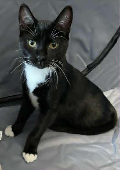 Racine, a Adoptable Domestic Short Hair in Dalzell, IL image 1/3