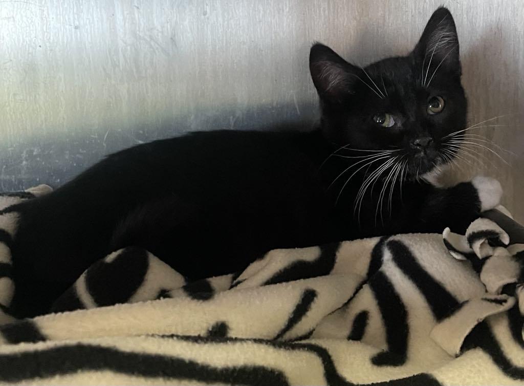 Racine, a Adoptable Domestic Short Hair in Dalzell, IL image 2/3