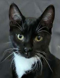 Racine, a Adoptable Domestic Short Hair in Dalzell, IL image 3/3