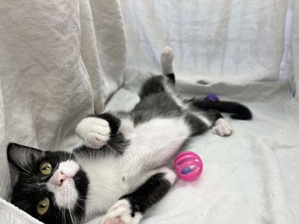 Blade — thumbnail 2