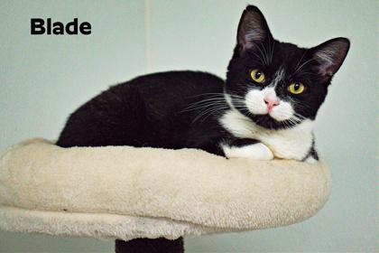 Blade — thumbnail 3