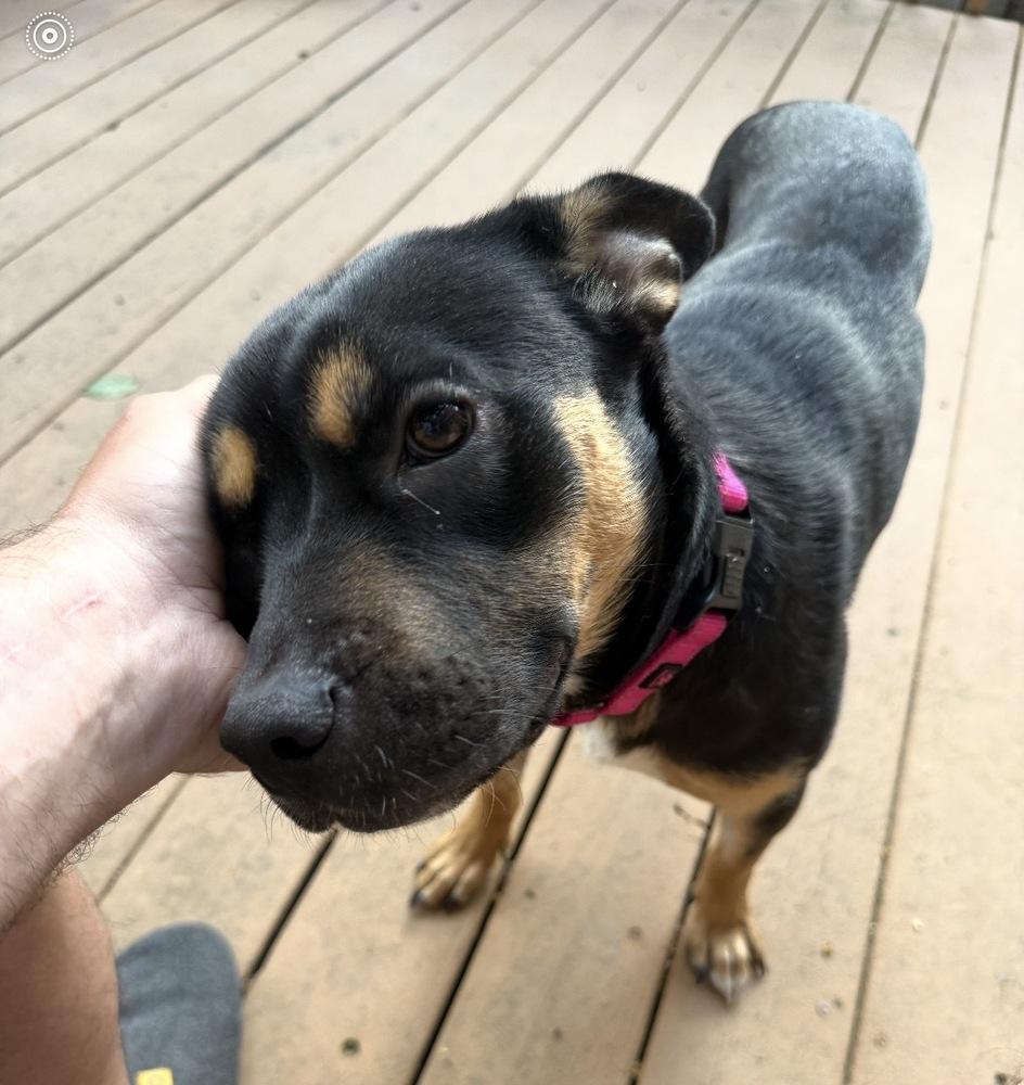 Nia, Adoptable, Young Female Shepherd & Rottweiler.