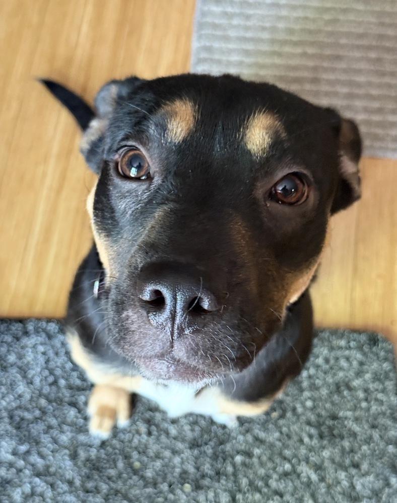 Nia, a Adoptable mixed breed in Rathdrum, ID image 3/6