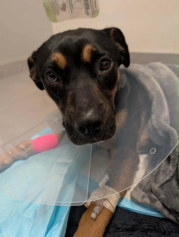 Nia, a Adoptable mixed breed in Rathdrum, ID image 4/6