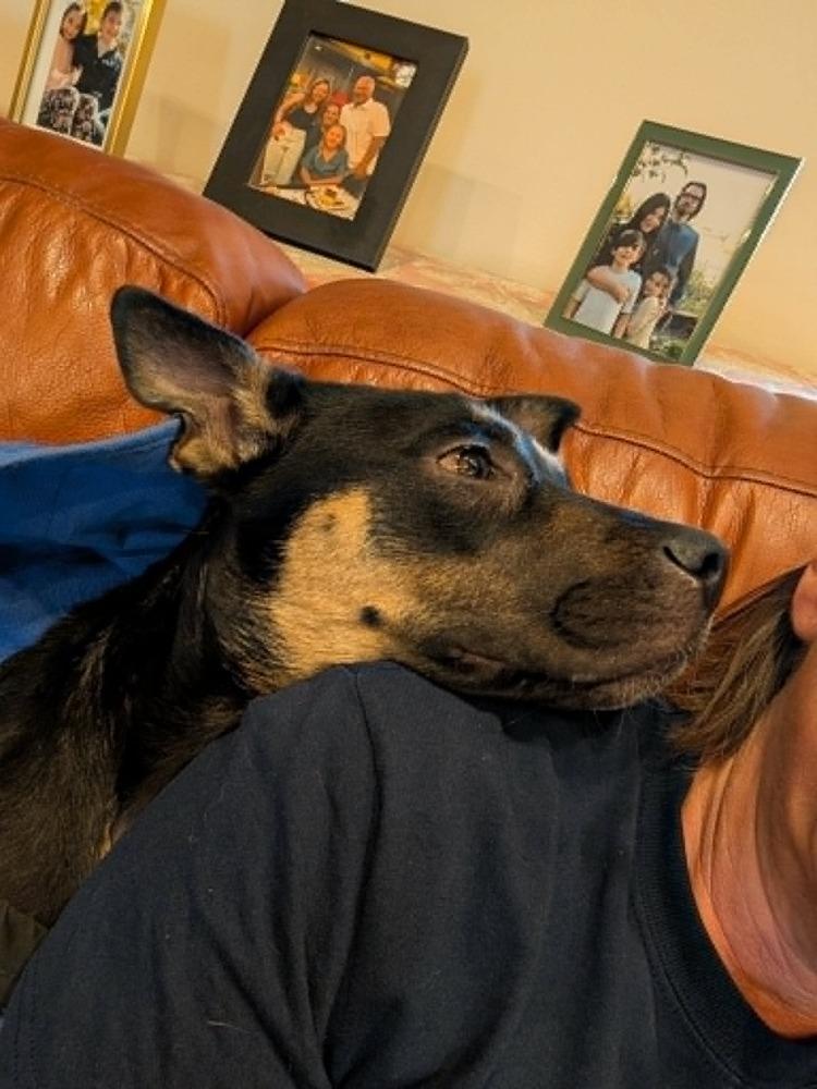 Nia, a Adoptable mixed breed in Rathdrum, ID image 5/6
