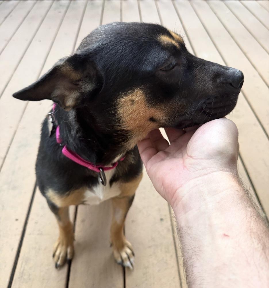 Nia, a Adoptable mixed breed in Rathdrum, ID image 6/6